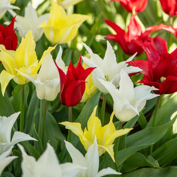 Tulip 'Elegant Mix'