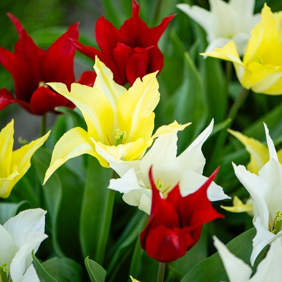 Tulip 'Elegant Mix'