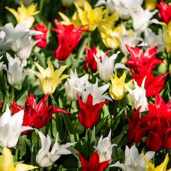 Tulip 'Elegant Mix'