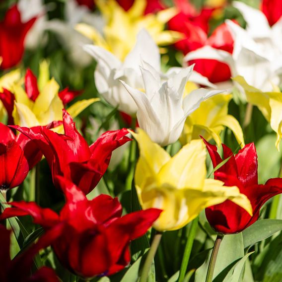 Tulip 'Elegant Mix'