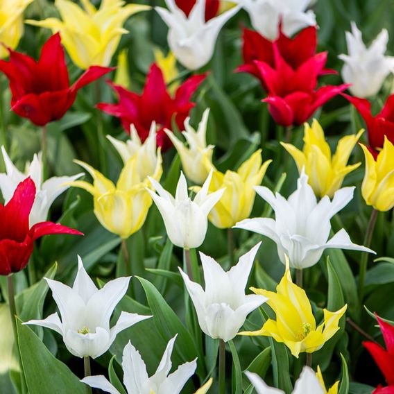 Tulip 'Elegant Mix'