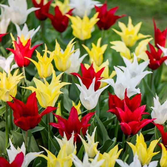 Tulip 'Elegant Mix'
