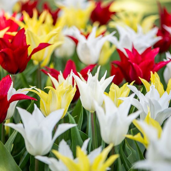 Tulip 'Elegant Mix'