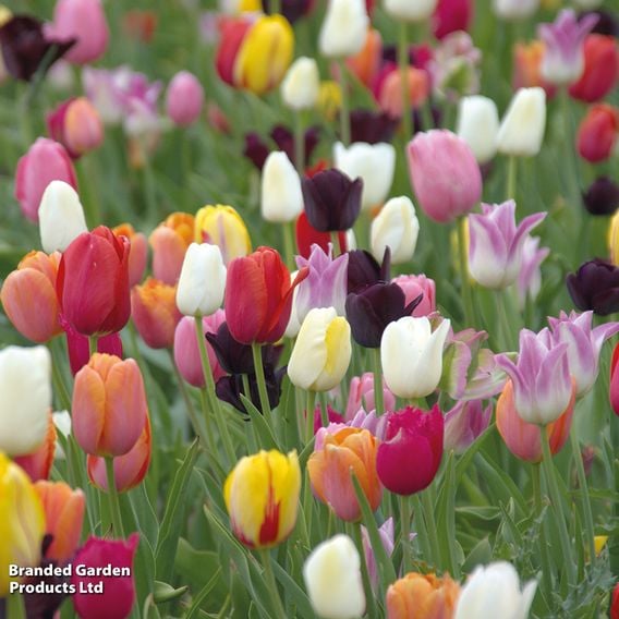 Spring Light Bulb Bundle