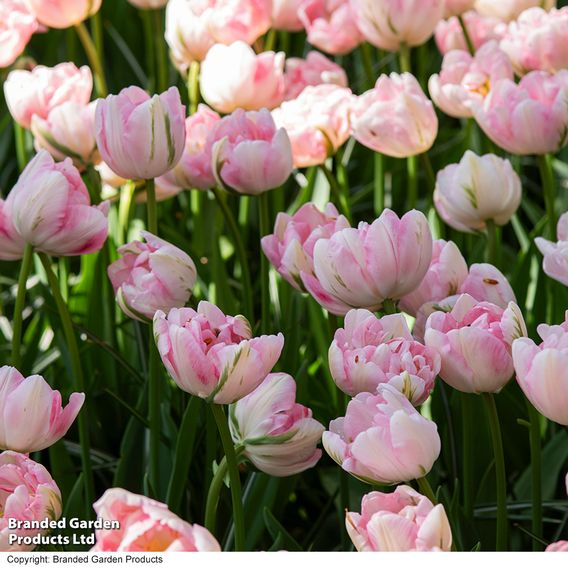 Tulip 'Finola'