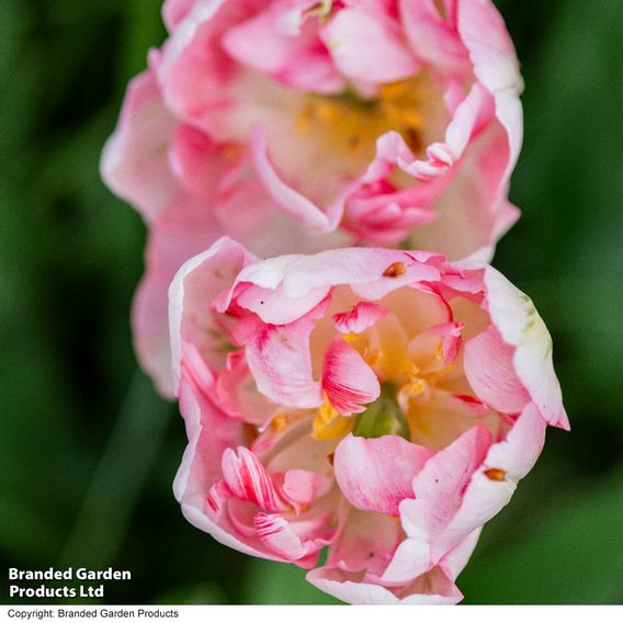 Tulip 'Finola'