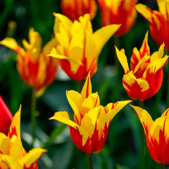 Tulip 'Fire Wings'