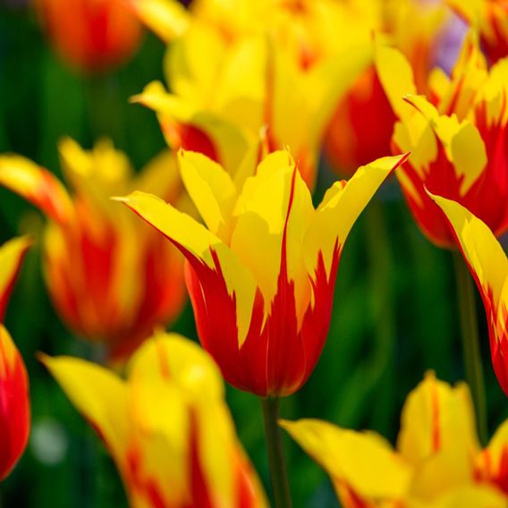 Tulip 'Fire Wings'