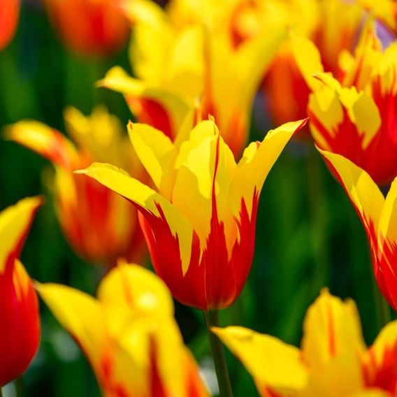 Tulip 'Fire Wings'