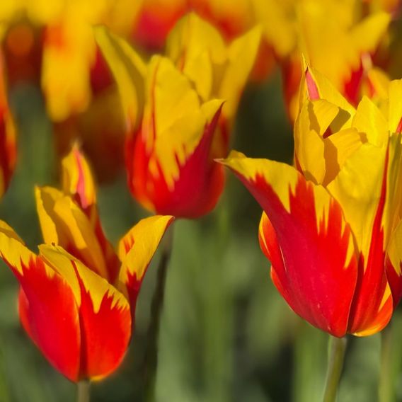 Tulip 'Fire Wings'