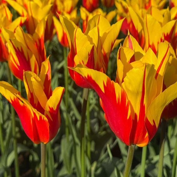 Tulip 'Fire Wings'