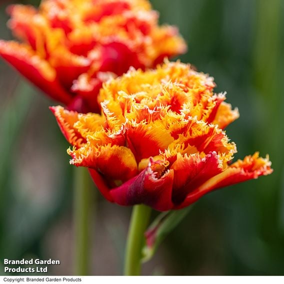 Tulip 'Flames of Passion'