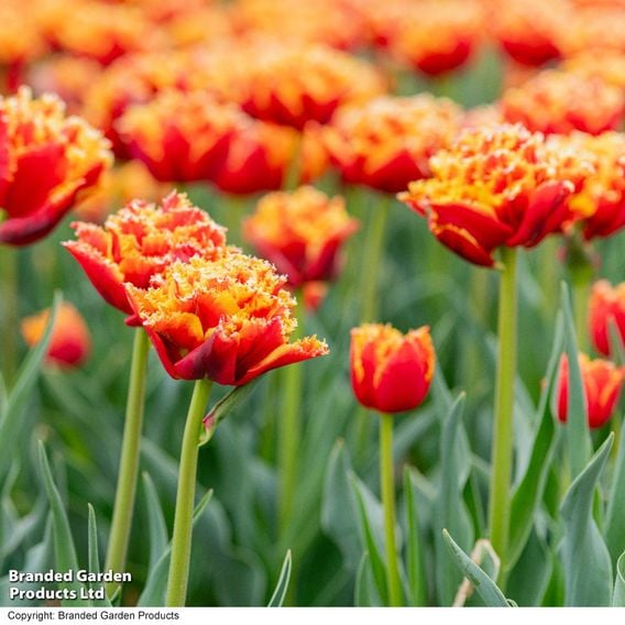 Tulip 'Flames of Passion'