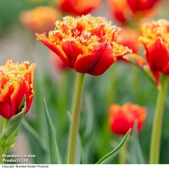 Tulip 'Flames of Passion'
