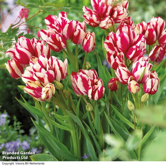 Tulip 'Flaming Club'