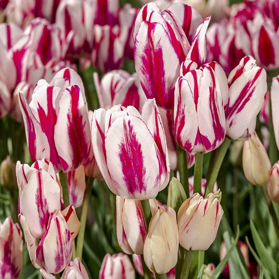 Tulip 'Flaming Club'