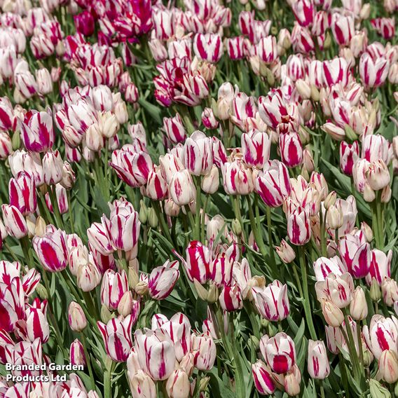 Tulip 'Flaming Club'