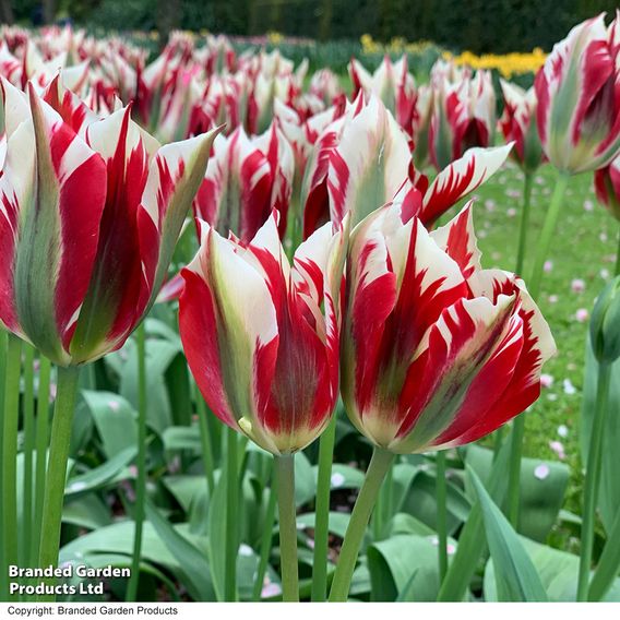 Tulip 'Flaming Spring Green'