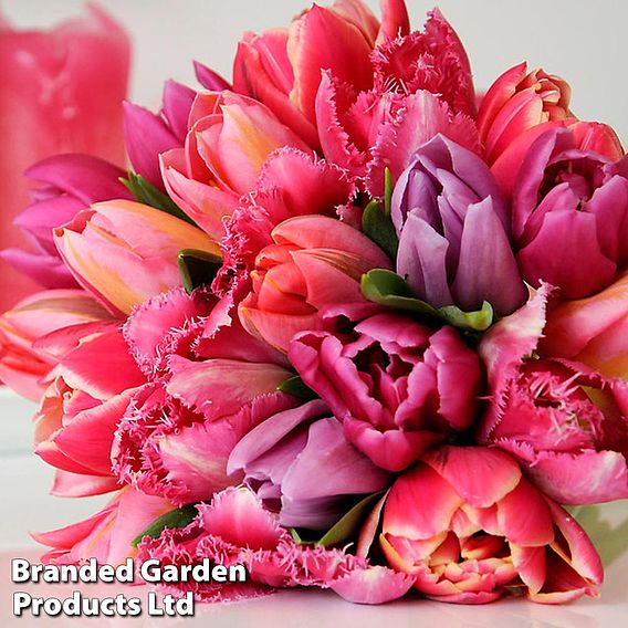 Tulip 'Florist's Treat Mixed'