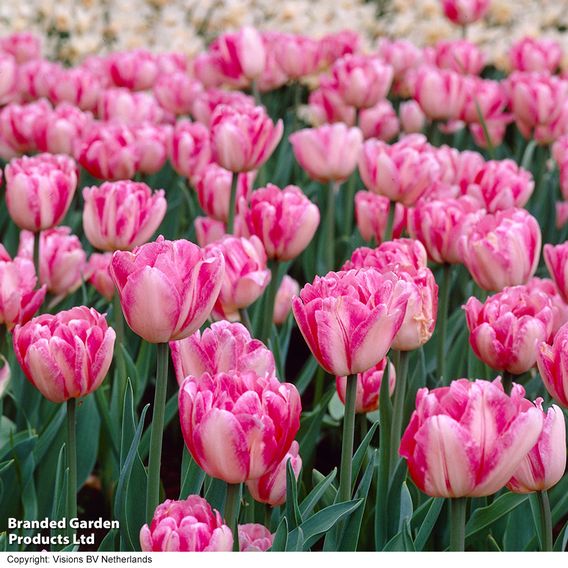 Tulip 'Foxtrot'