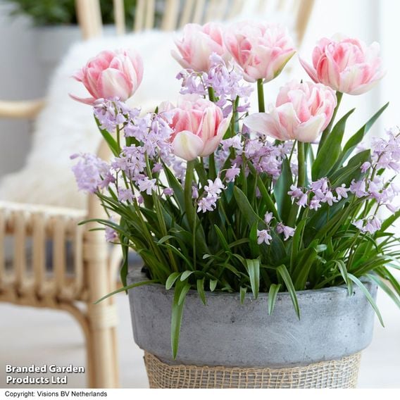 Tulip 'Foxtrot'