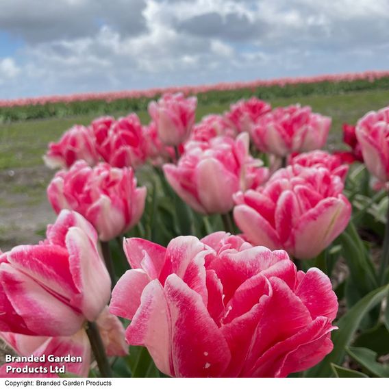 Tulip 'Foxtrot'