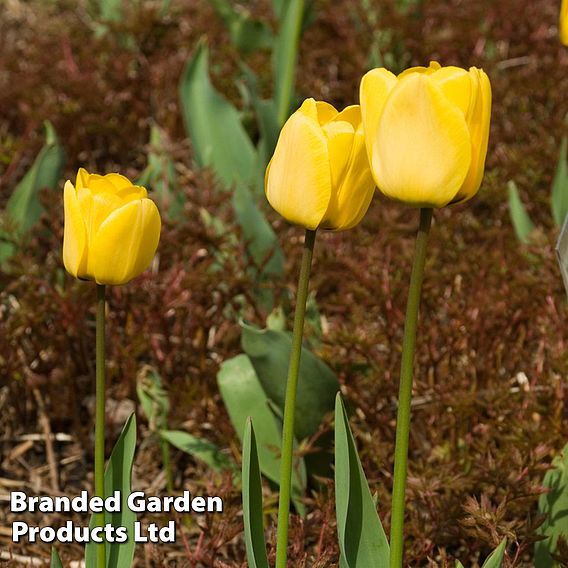Tulip 'Golden Apeldoorn'