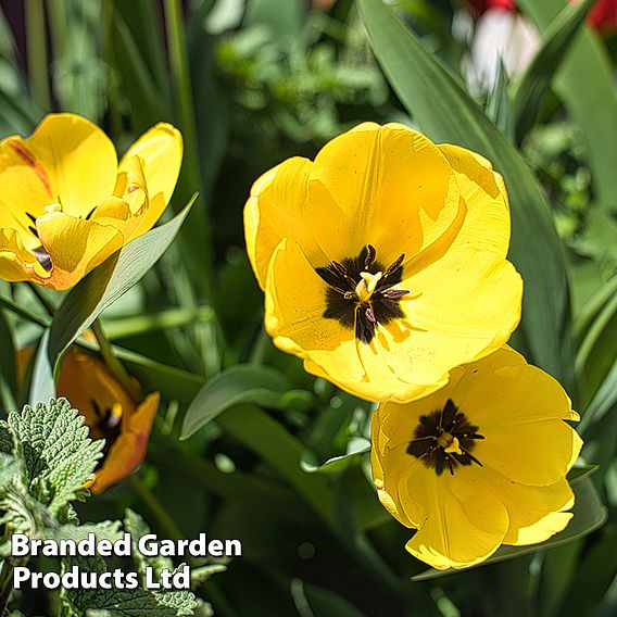 Tulip 'Golden Apeldoorn'