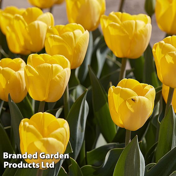 Tulip 'Golden Apeldoorn'