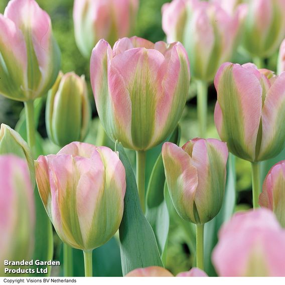 Tulip 'Greenland'