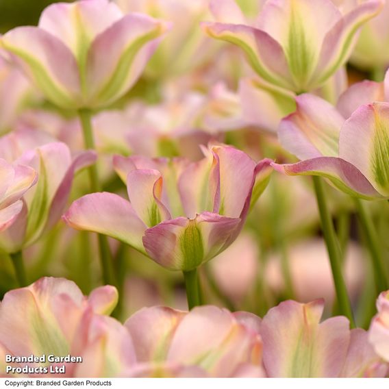 Tulip 'Greenland'