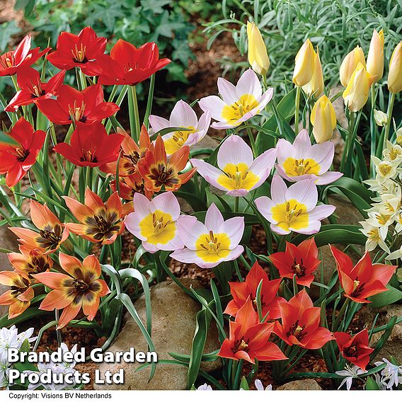 Tulip 'Ground Cover' Mix