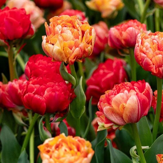 Tulip 'Gudoshnik Double'