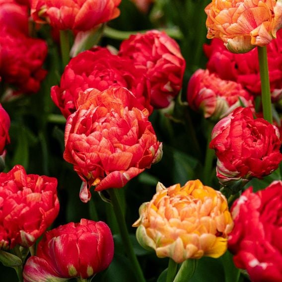 Tulip 'Gudoshnik Double'