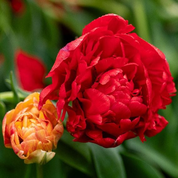 Tulip 'Gudoshnik Double'