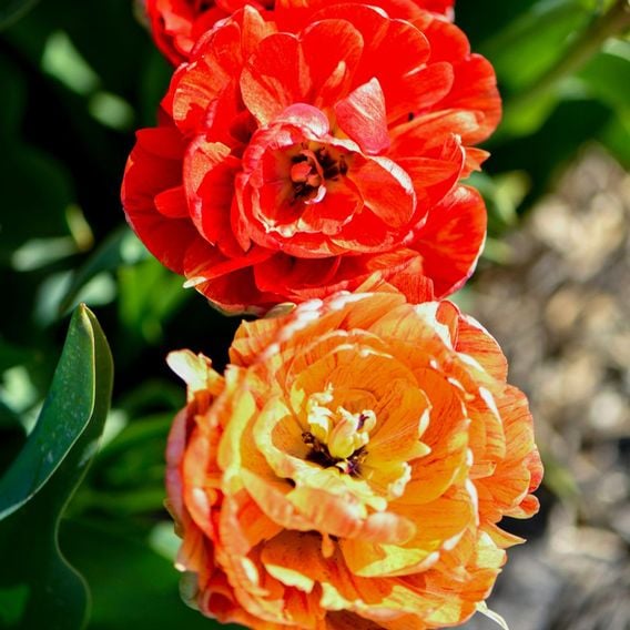 Tulip 'Gudoshnik Double'
