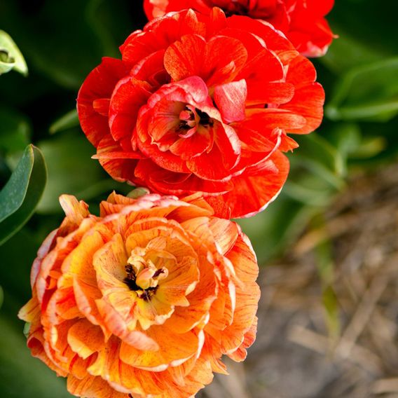 Tulip 'Gudoshnik Double'
