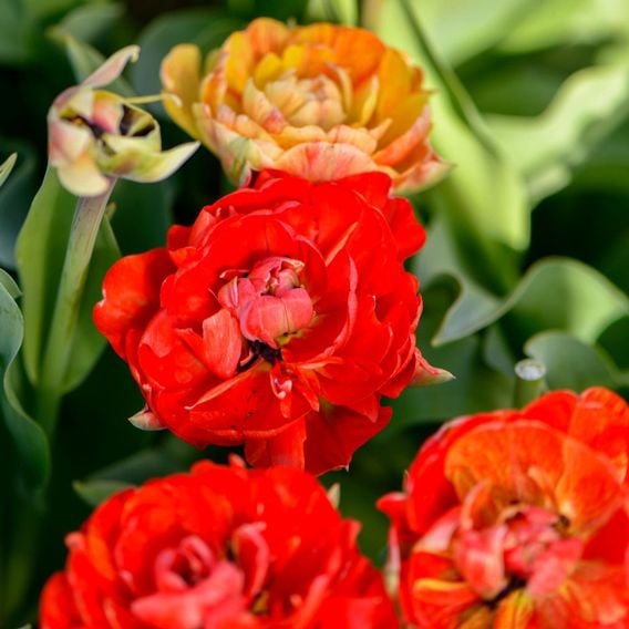 Tulip 'Gudoshnik Double'