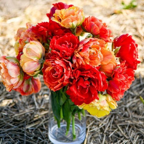 Tulip 'Gudoshnik Double'