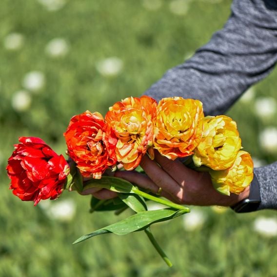 Tulip 'Gudoshnik Double'