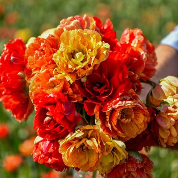 Tulip 'Gudoshnik Double'