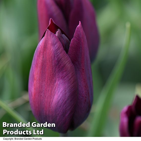 Tulip 'Havran'