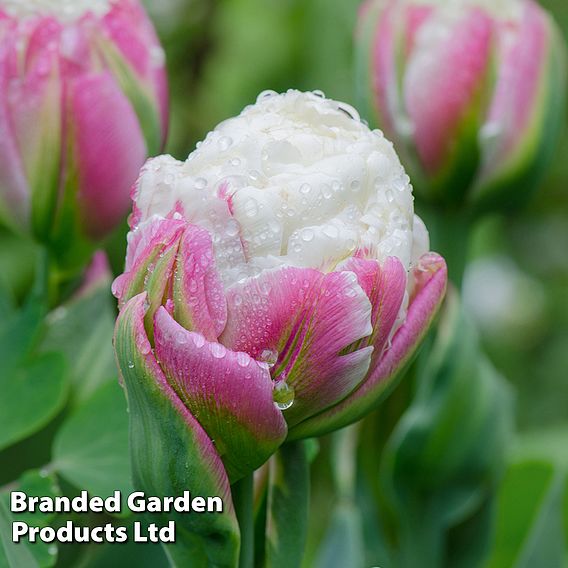 Tulip 'Ice Cream'