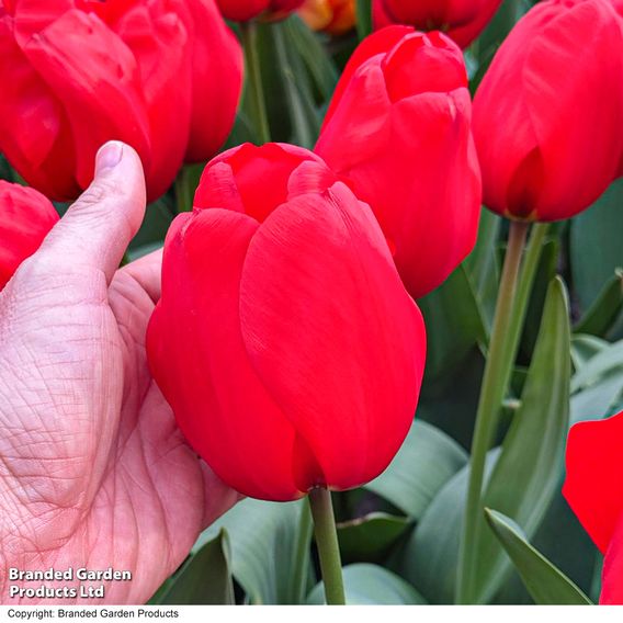 Tulip 'Lalibela'
