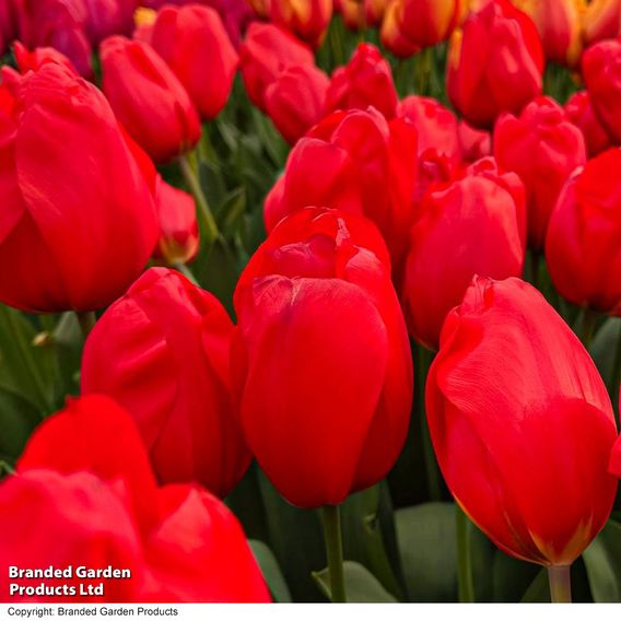 Tulip 'Lalibela'