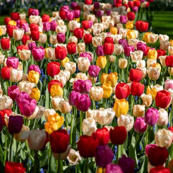 Tulip 'Majestic Mix'