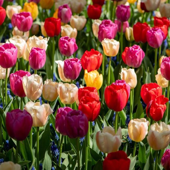 Tulip 'Majestic Mix'