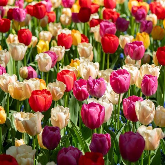 Tulip 'Majestic Mix'