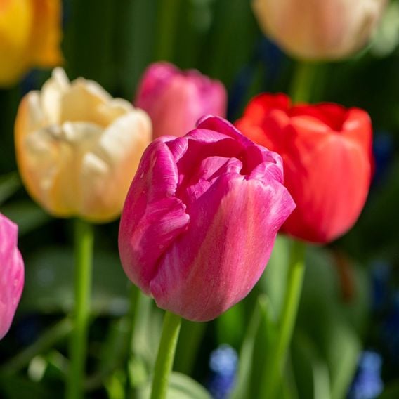 Tulip 'Majestic Mix'