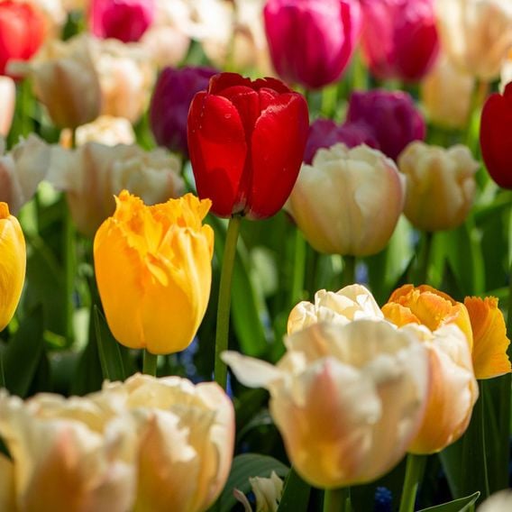 Tulip 'Majestic Mix'
